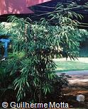 Ficus binnendijkii ´Alii´