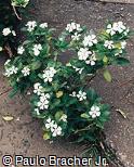 Catharanthus roseus ´Victory Pure White´