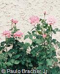 Rosa x grandiflora