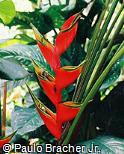 Heliconia bihai ´Lobster Claw One´
