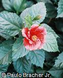 Hibiscus rosa-sinensis ´Brilliant´