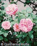 Rosa × rugosa