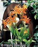 Cattleya cinnabarina