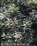 Macadamia ternifolia