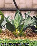 Philodendron martianum