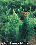 Asparagus densiflorus ´Setaceus Pyramidale´