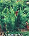 Asparagus densiflorus ´Setaceus Pyramidale´