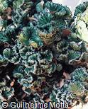 Euphorbia lactea ´Cristata´