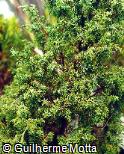 Juniperus communis ´Hibernica´