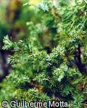 Juniperus communis ´Stricta´