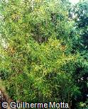 Salix humboldtiana ´Pyramidalis´