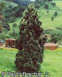 Juniperus chinensis ´Variegated Kaizuka´