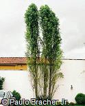 Salix humboldtiana ´Pyramidalis´
