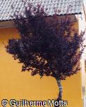 Prunus cerasifera ´Nigra´