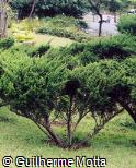 Juniperus communis var. depressa