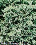 Juniperus virginiana ´Globosa´