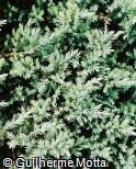 Juniperus virginiana ´Globosa´