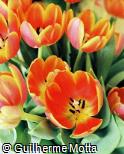 Tulipa gesneriana ´Ad Rem Royal´