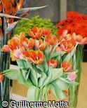Tulipa gesneriana ´Ad Rem Royal´