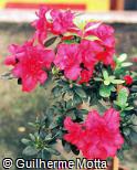 Rhododendron simsii ´Hellmut Vogel´