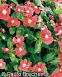 Catharanthus roseus ´Victory´
