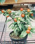 Solanum pseudocapsicum