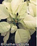 Euphorbia pulcherrima ´Cristallo´