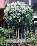 Ficus binnendijkii ´Alii´