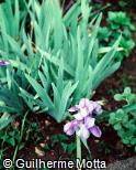 Iris × germanica