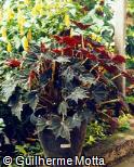 Begonia x ricinifolia