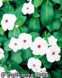 Catharanthus roseus ´Victory Bright Eye´