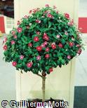 Catharanthus roseus ´Victory Purple´