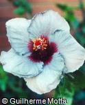 Hibiscus rosa-sinensis ´Wagon Wheel´