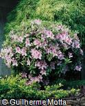 Rhododendron yedoense