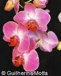 Phalaenopsis  ´Lipperose´