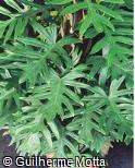 Philodendron elegans