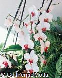 Phalaenopsis  ´Yukimai´