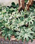 Begonia herafffcleifolia