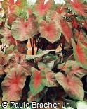 Caladium bicolor ´Mrs. Arno Nehrling´