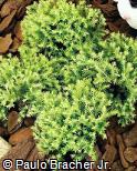Juniperus squamata ´Dream Joy´