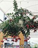 Fuchsia × hybrida ´Dark Eyes´