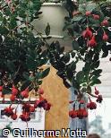 Fuchsia × hybrida ´Dark Eyes´