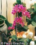 Phalaenopsis x hybridus