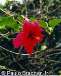 Hibiscus rosa-sinensis ´Chipee´