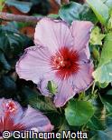 Hibiscus rosa-sinensis ´Simone´