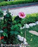 Hibiscus rosa-sinensis ´Corella´