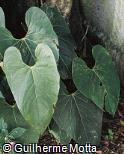 Anthurium foreroanum