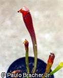 Sarracenia gronovii var. rubra