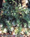 Alocasia brancifolia