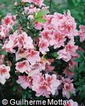 Rhododendron simsii ´Mrs. G.W. Leak´